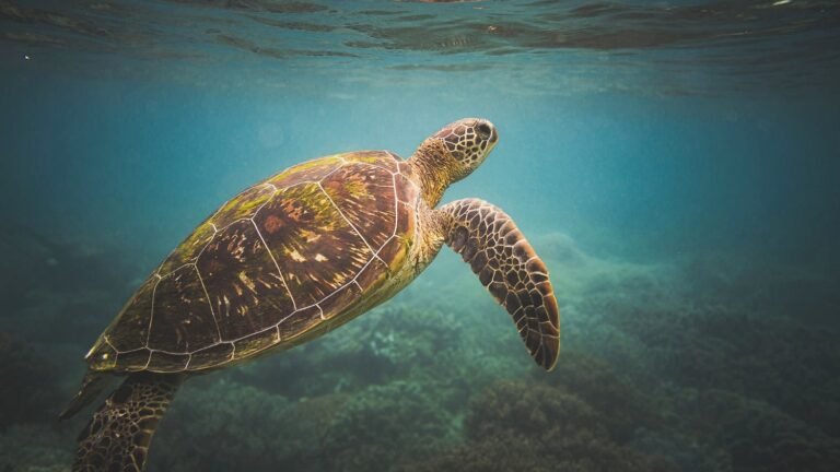 Apo+Island+Philippines
