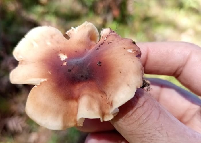 wild-mushroom-foraged-philippines-forest